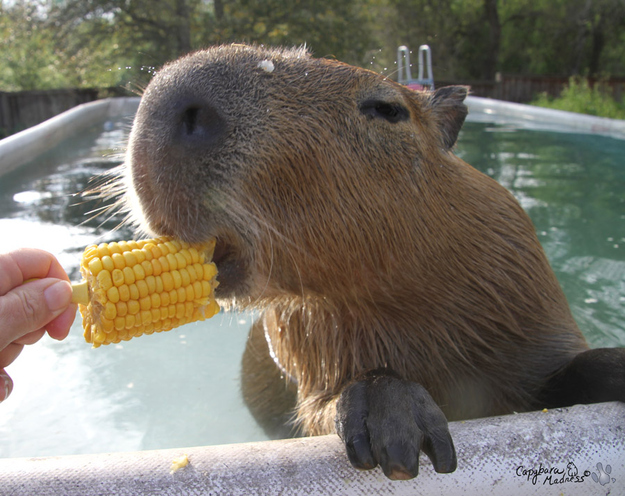 HD Quality Wallpaper | Collection: Animal, 625x496 Capybara