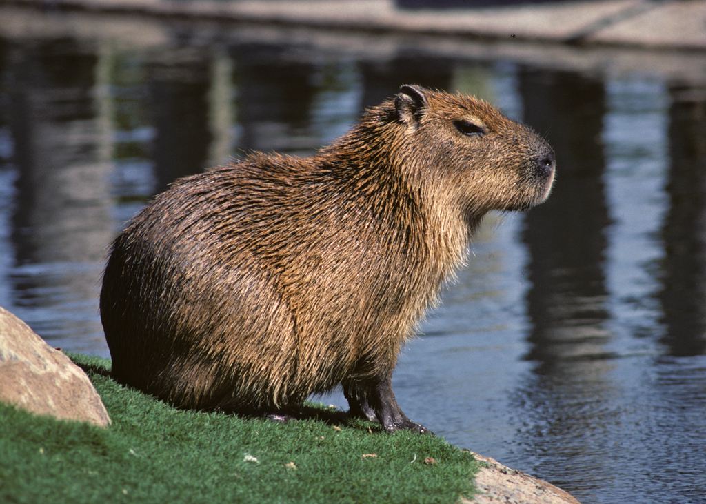 Capybara Backgrounds, Compatible - PC, Mobile, Gadgets| 1024x731 px