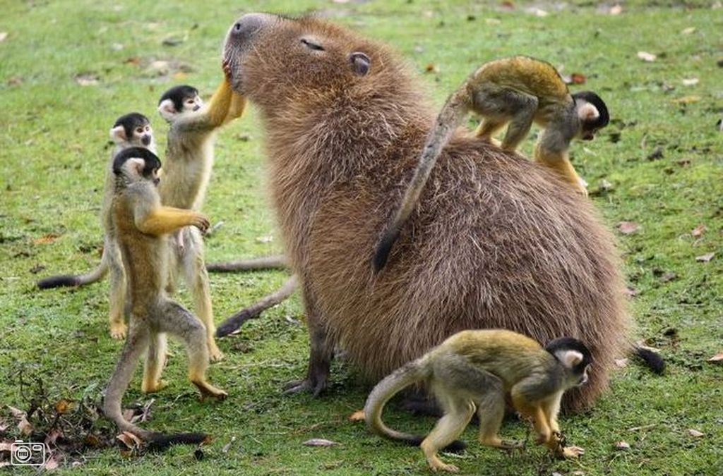 Capybara Backgrounds, Compatible - PC, Mobile, Gadgets| 1024x675 px