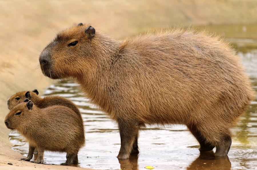 Capybara High Quality Background on Wallpapers Vista