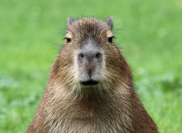 Capybara #21