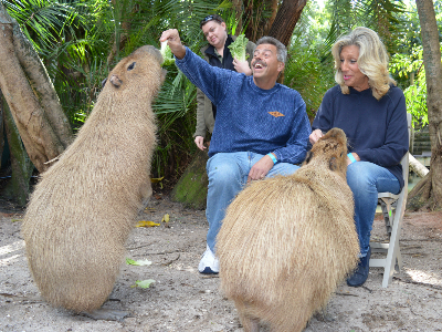 Nice Images Collection: Capybara Desktop Wallpapers