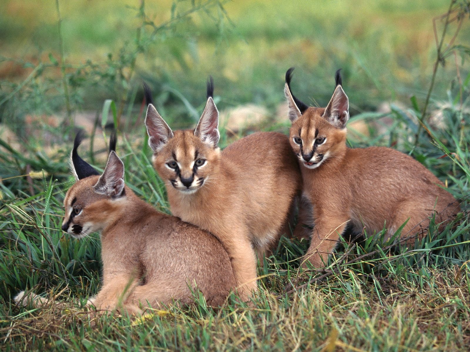 Nice Images Collection: Caracal Desktop Wallpapers