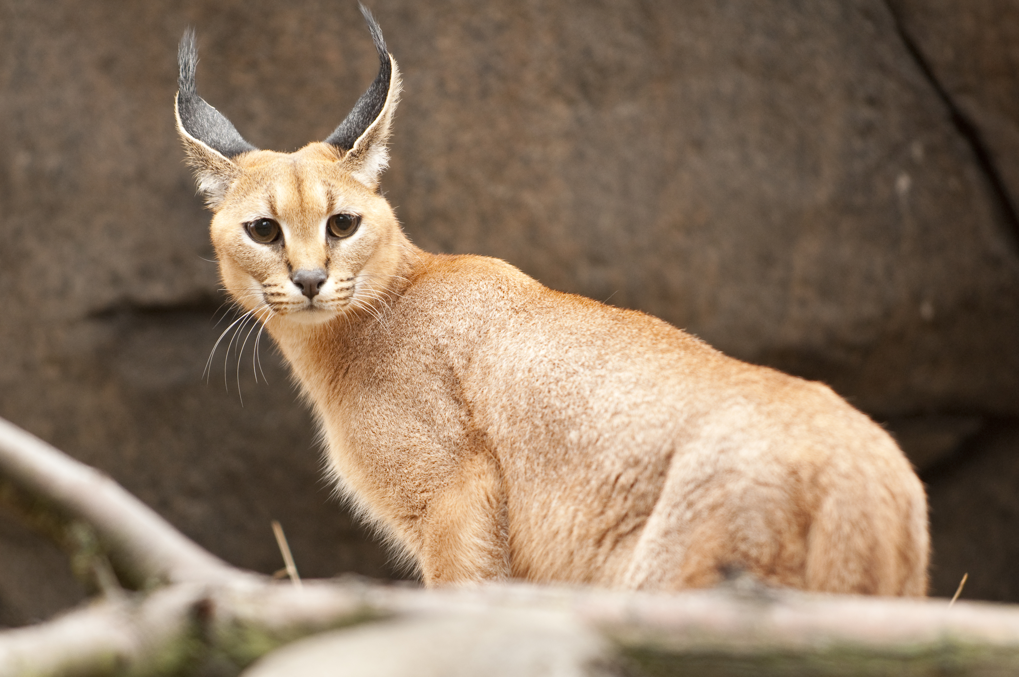 Caracal High Quality Background on Wallpapers Vista