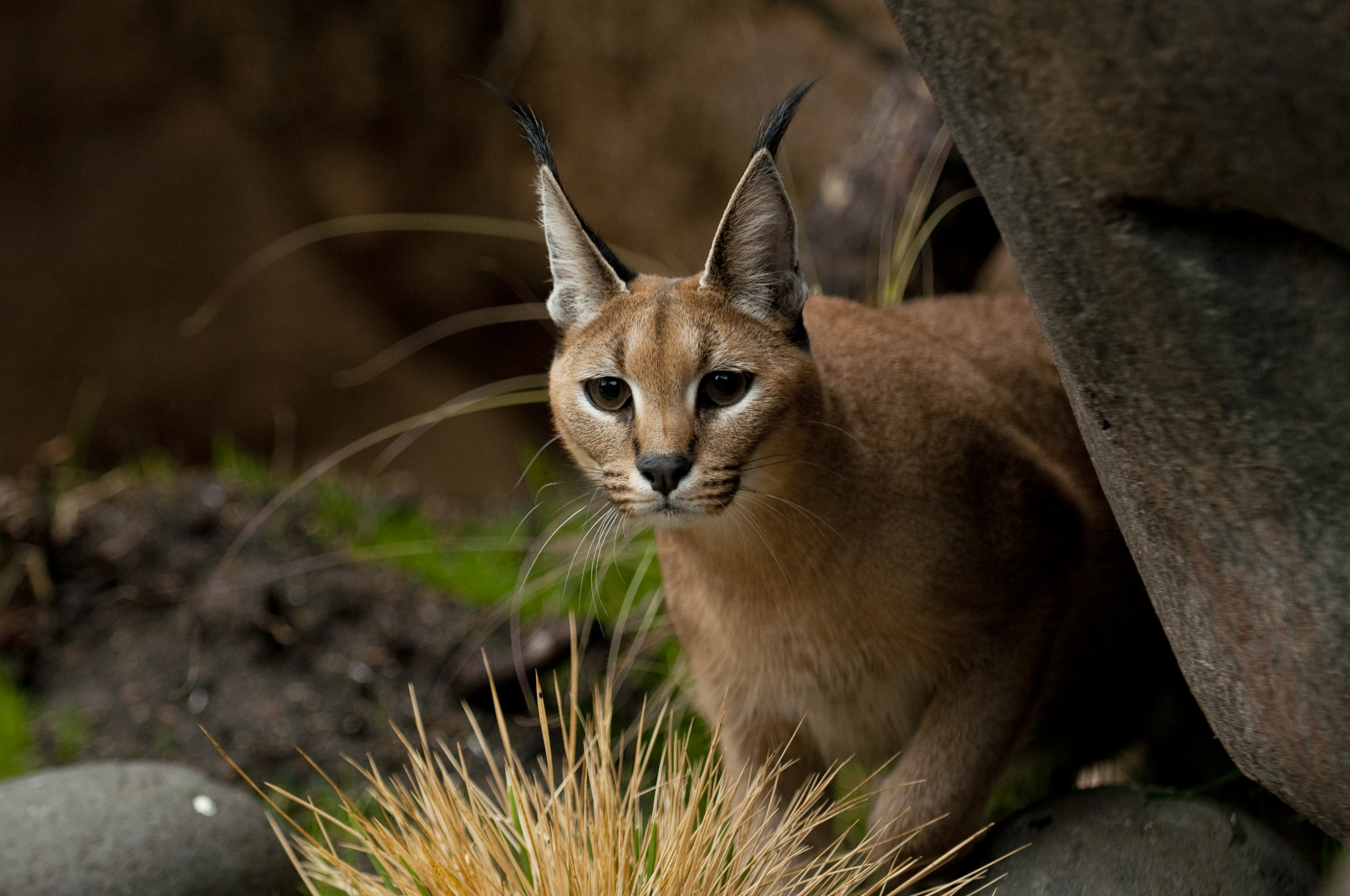Amazing Caracal Pictures & Backgrounds