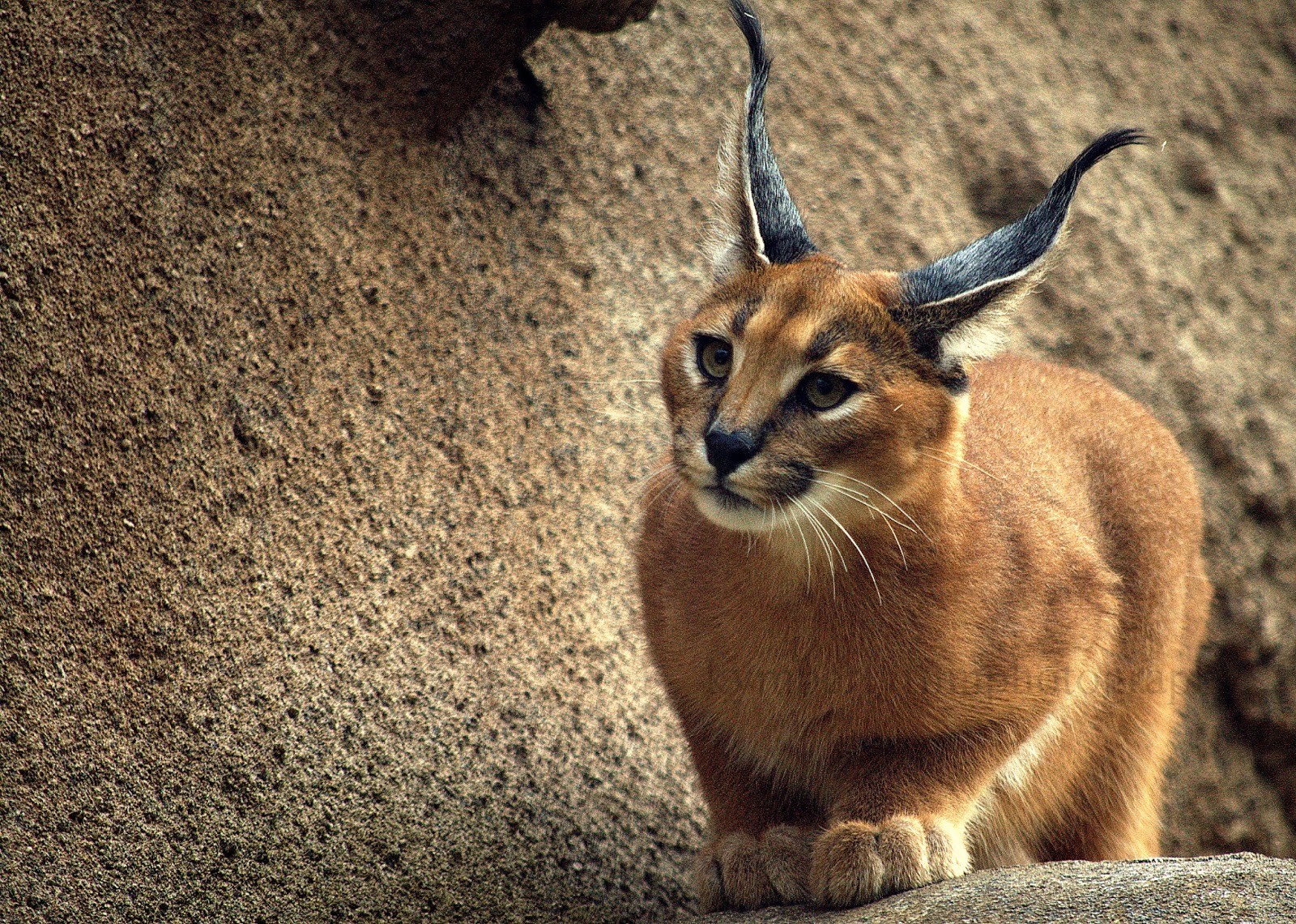 HD Quality Wallpaper | Collection: Animal, 1600x1140 Caracal