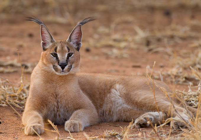 HQ Caracal Wallpapers | File 69.75Kb