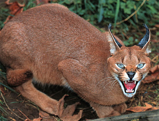 Caracal Backgrounds on Wallpapers Vista