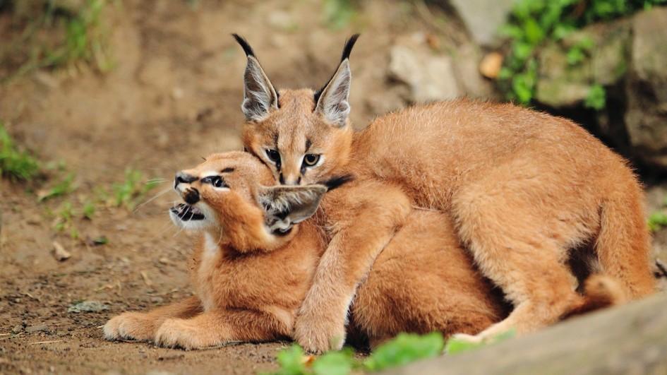 Images of Caracal | 945x531