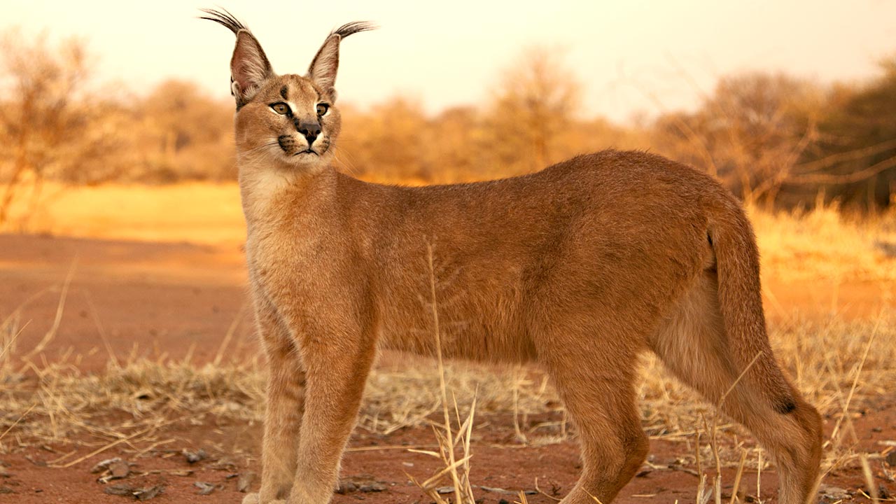 Images of Caracal | 1280x720