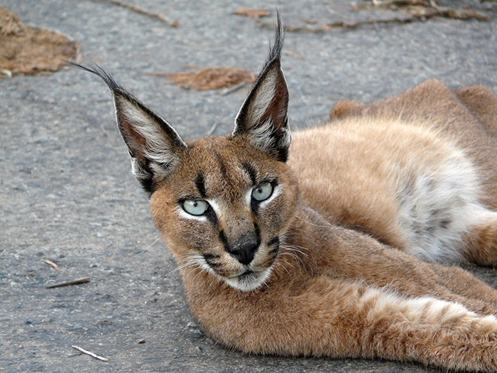 HD Quality Wallpaper | Collection: Animal, 700x525 Caracal