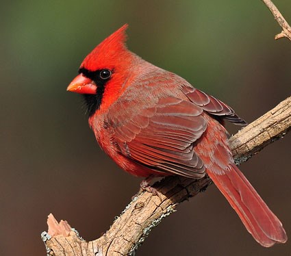 Cardinal #14