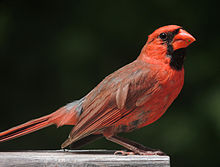 Cardinal #21