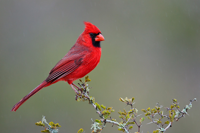 Cardinal #22