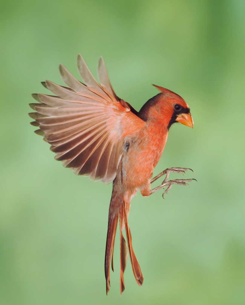 Cardinal #24