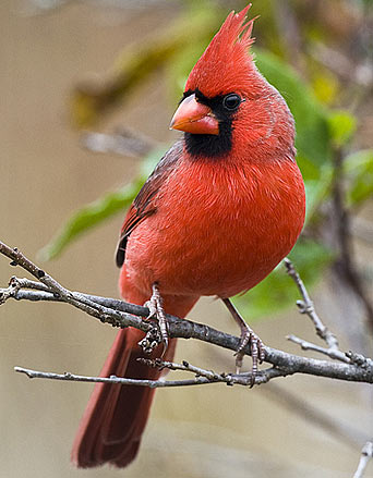 Cardinal #23