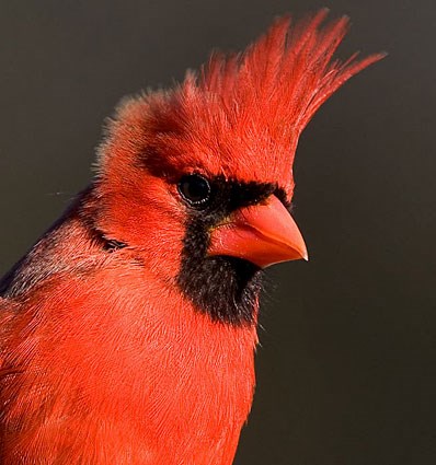 Cardinal #13