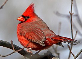 Cardinal #15