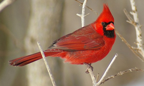 Cardinal #11