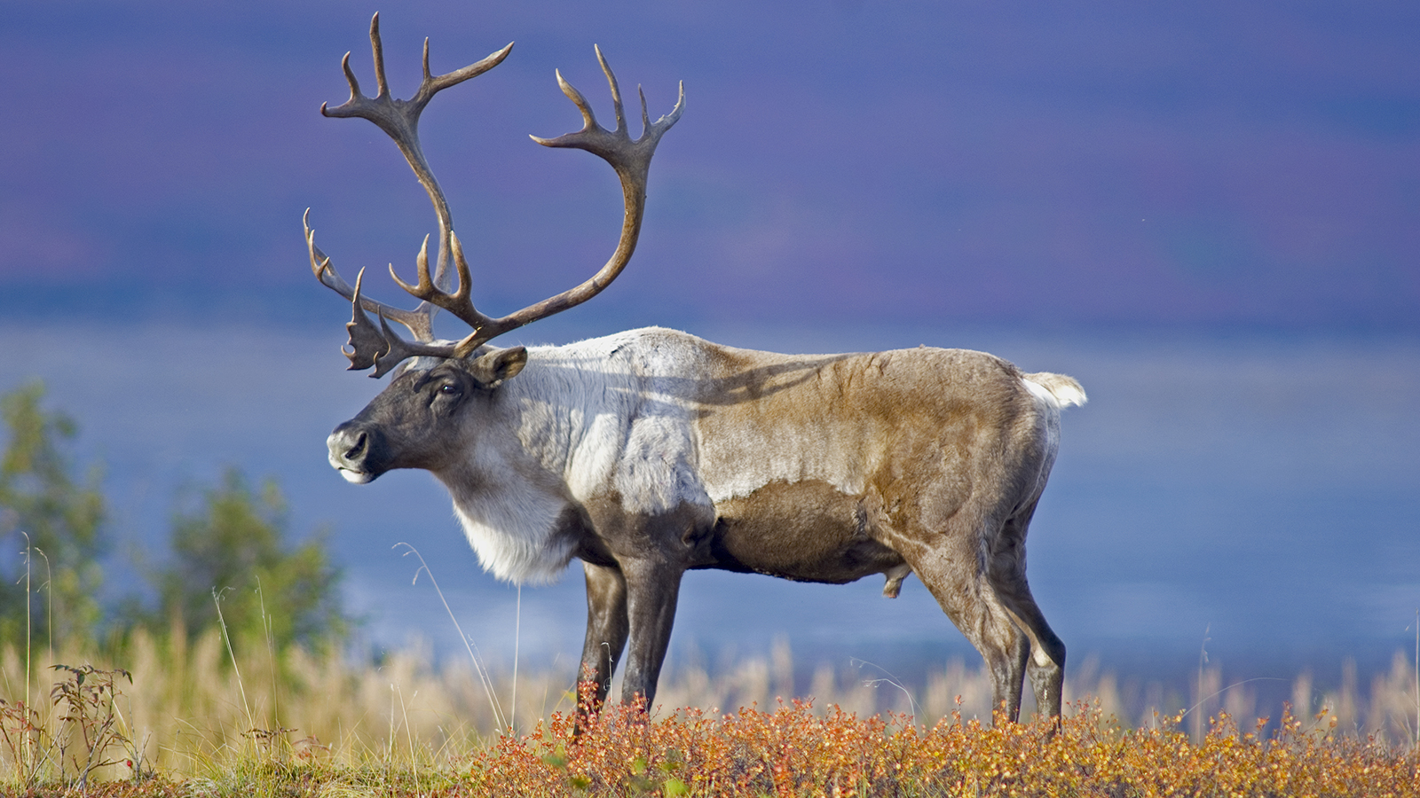 Caribou Backgrounds on Wallpapers Vista