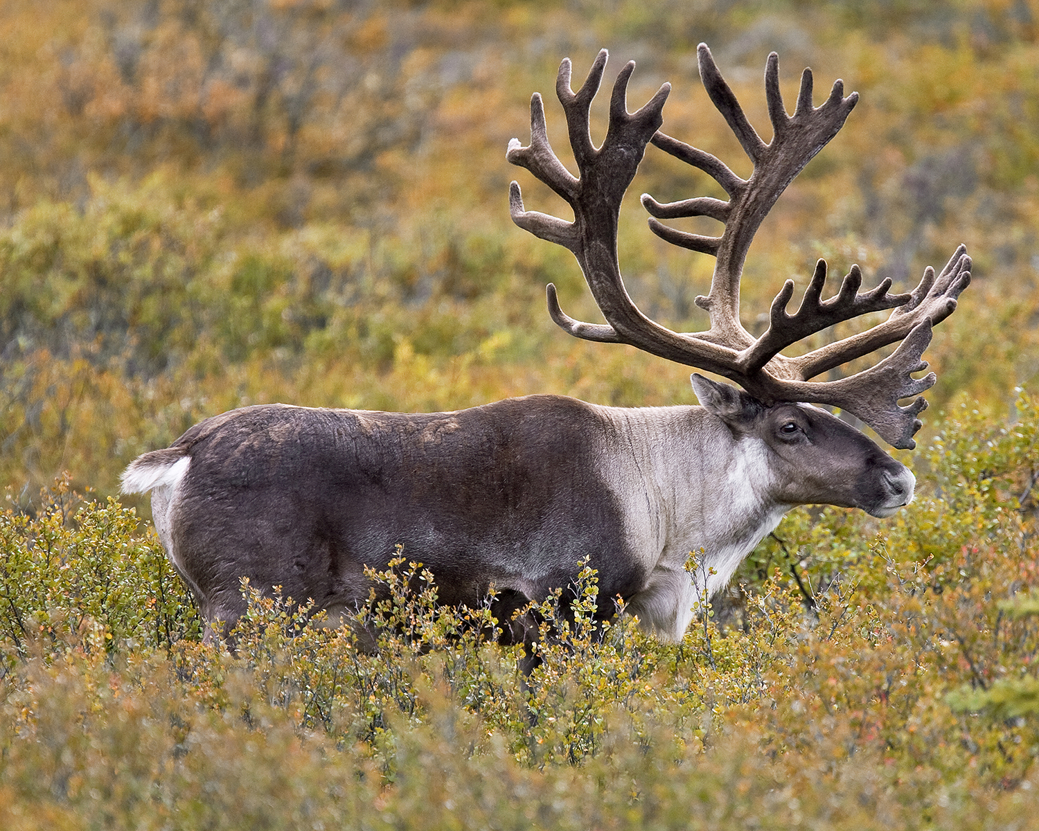 HD Quality Wallpaper | Collection: Animal, 1500x1200 Caribou