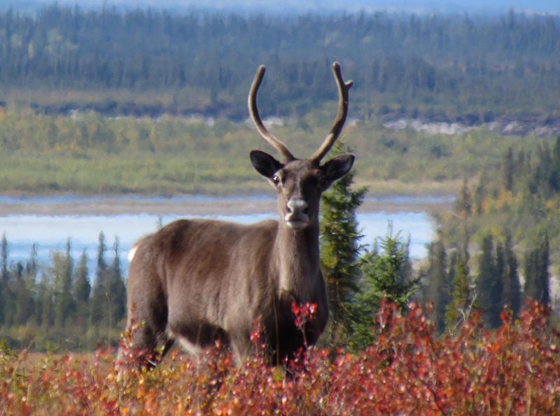 Amazing Caribou Pictures & Backgrounds