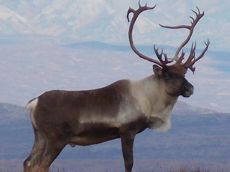 Caribou High Quality Background on Wallpapers Vista