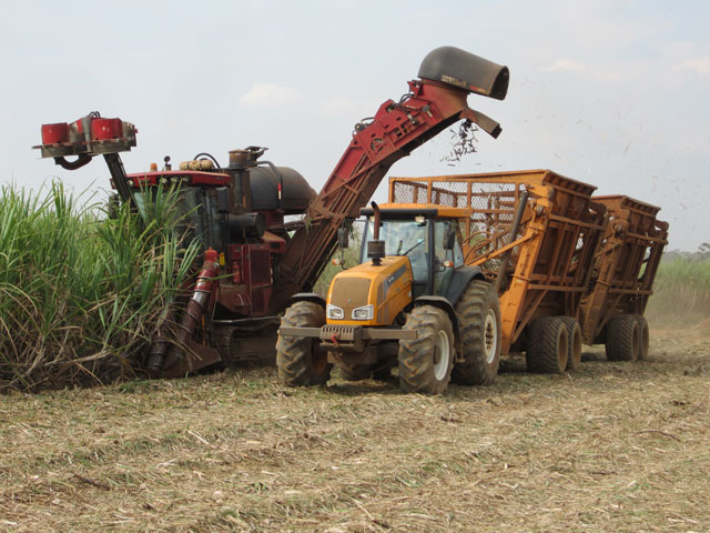 Case Sugarcane Harvester #16