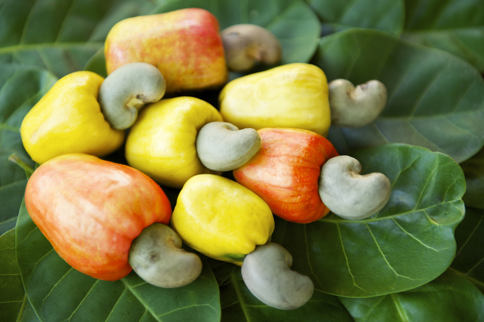 Cashew wallpapers, Food, HQ Cashew pictures | 4K ...