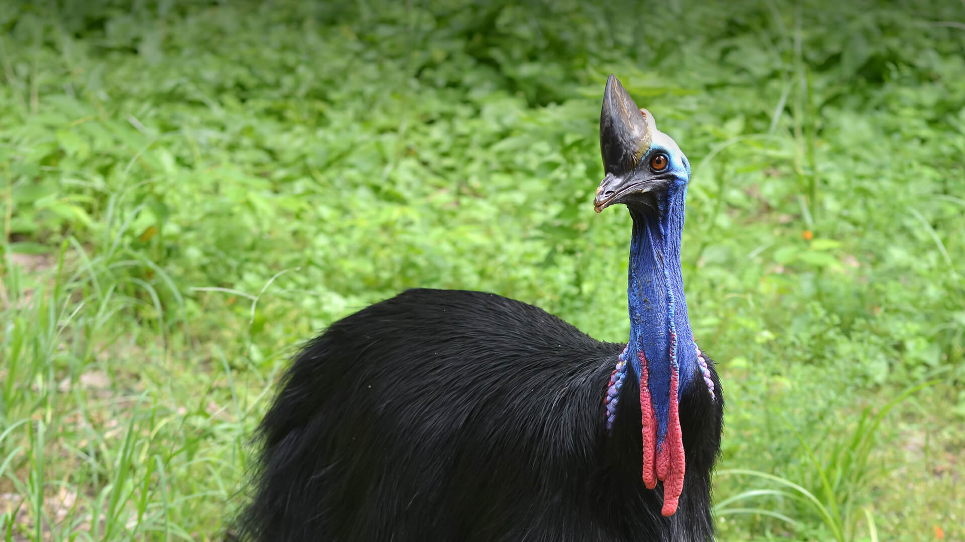 Nice Images Collection: Cassowary Desktop Wallpapers