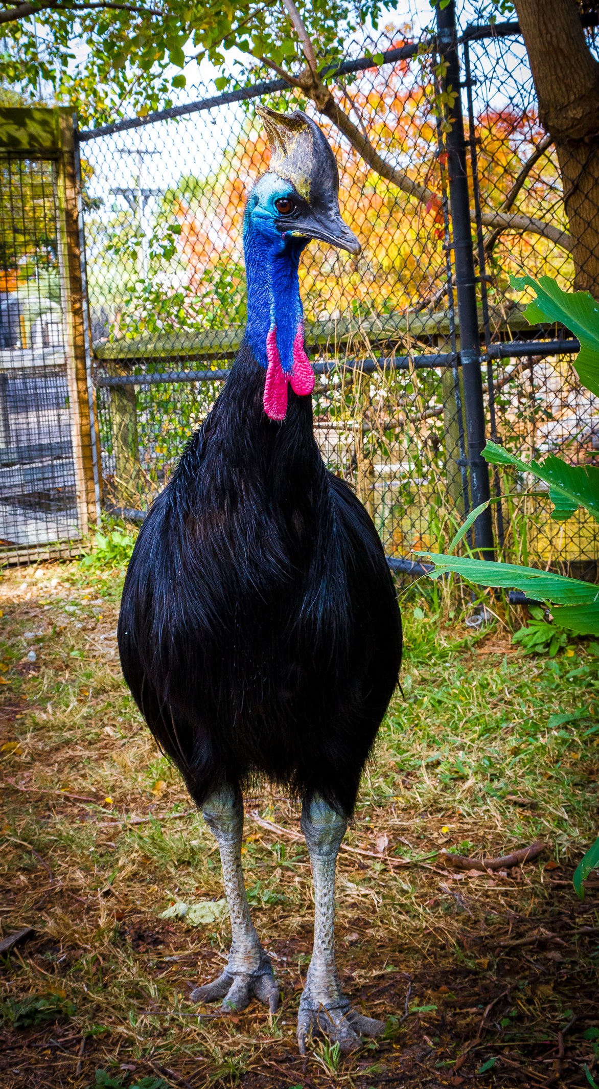 Cassowary Pics, Animal Collection