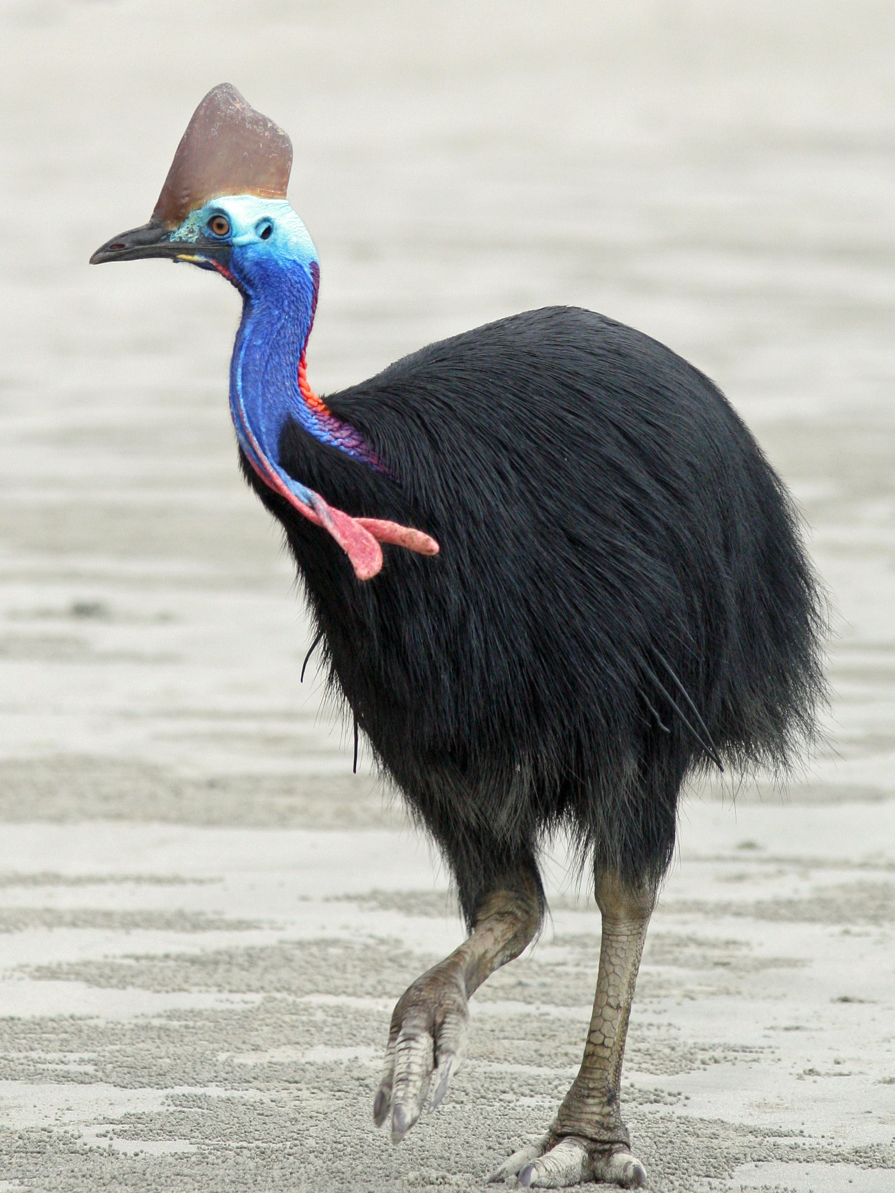 Cassowary High Quality Background on Wallpapers Vista