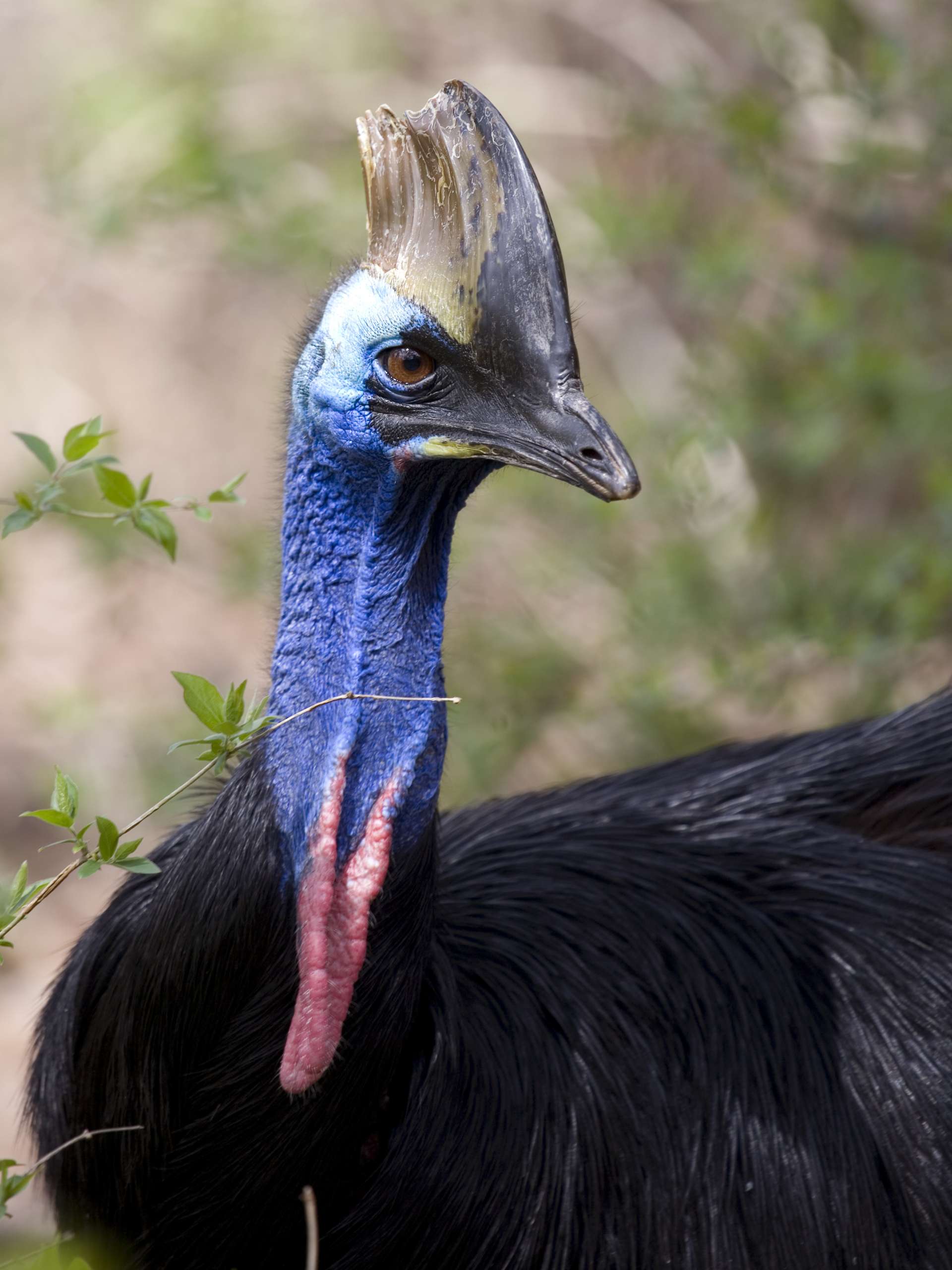 Amazing Cassowary Pictures & Backgrounds