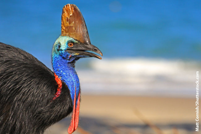 HQ Cassowary Wallpapers | File 48.17Kb