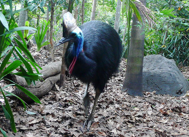 HQ Cassowary Wallpapers | File 240.55Kb