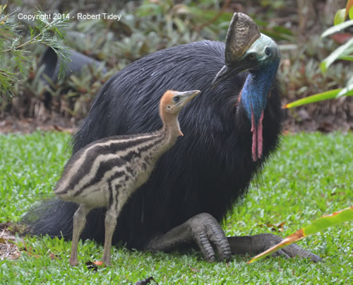Cassowary Pics, Animal Collection