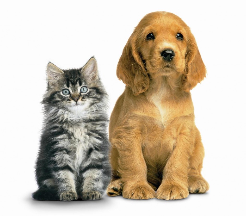Cat & Dog HD wallpapers, Desktop wallpaper - most viewed