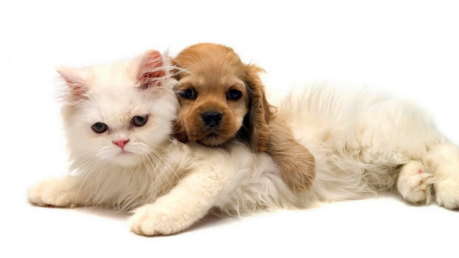 Cat & Dog High Quality Background on Wallpapers Vista