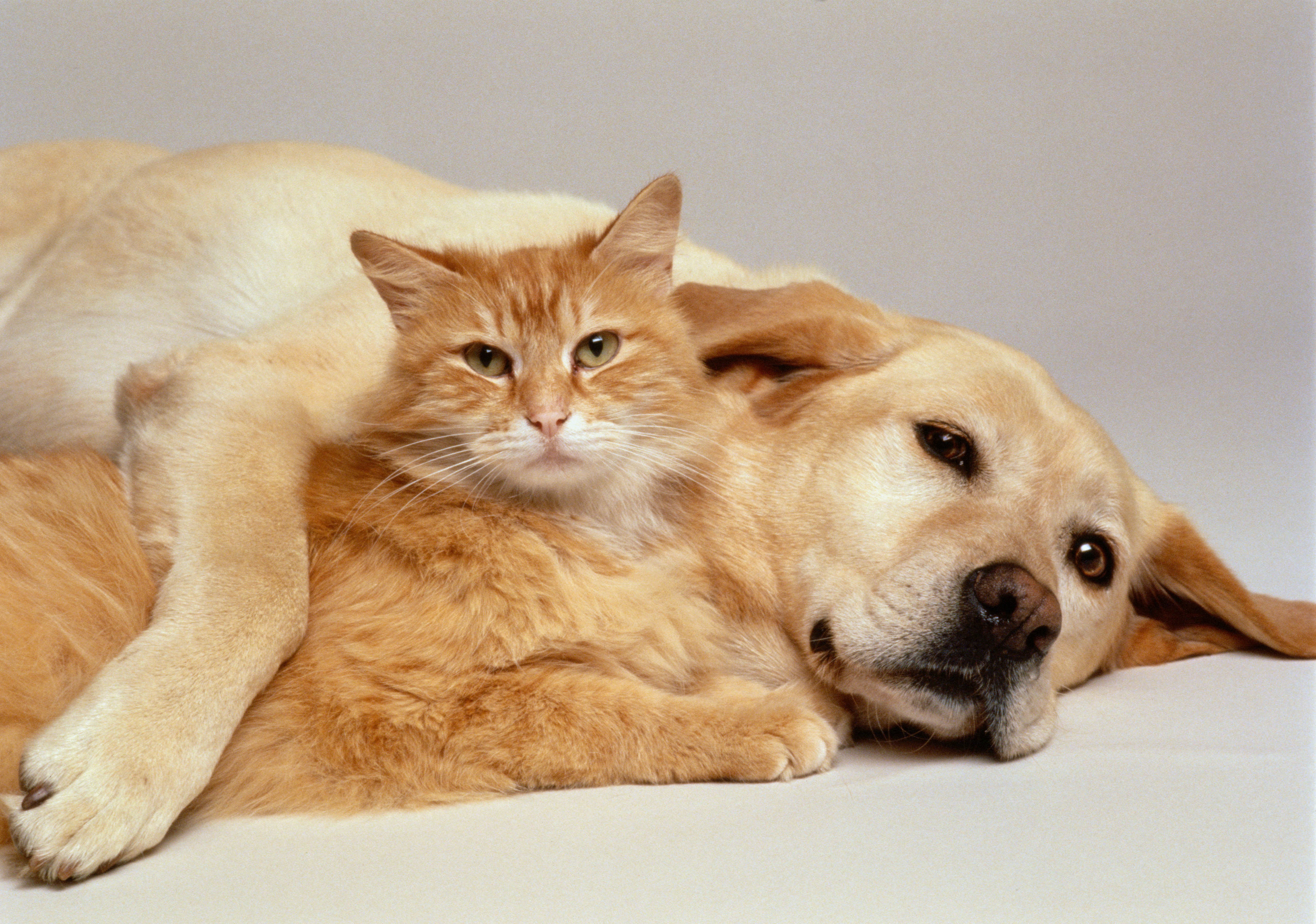 Cat & Dog HD wallpapers, Desktop wallpaper - most viewed