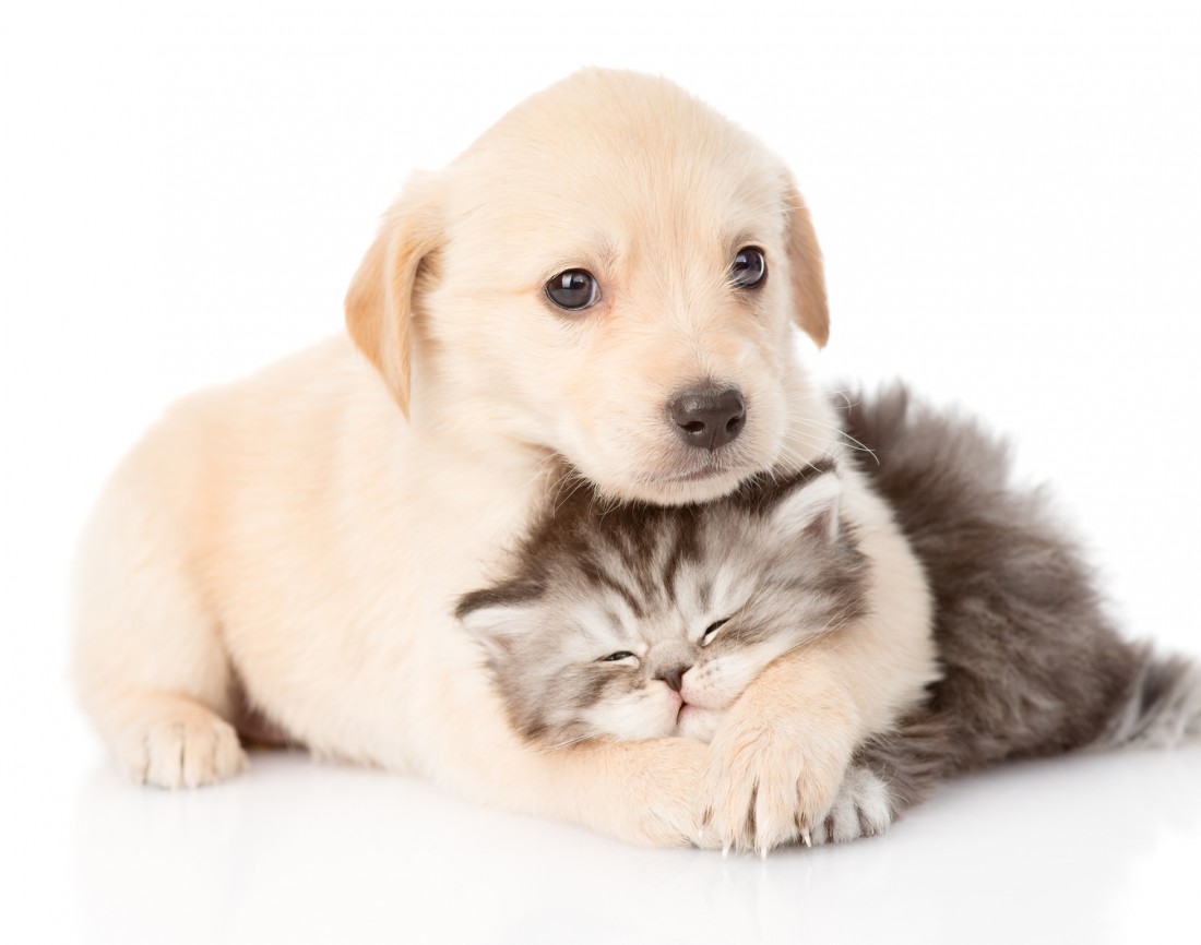 1100x866 > Cat & Dog Wallpapers