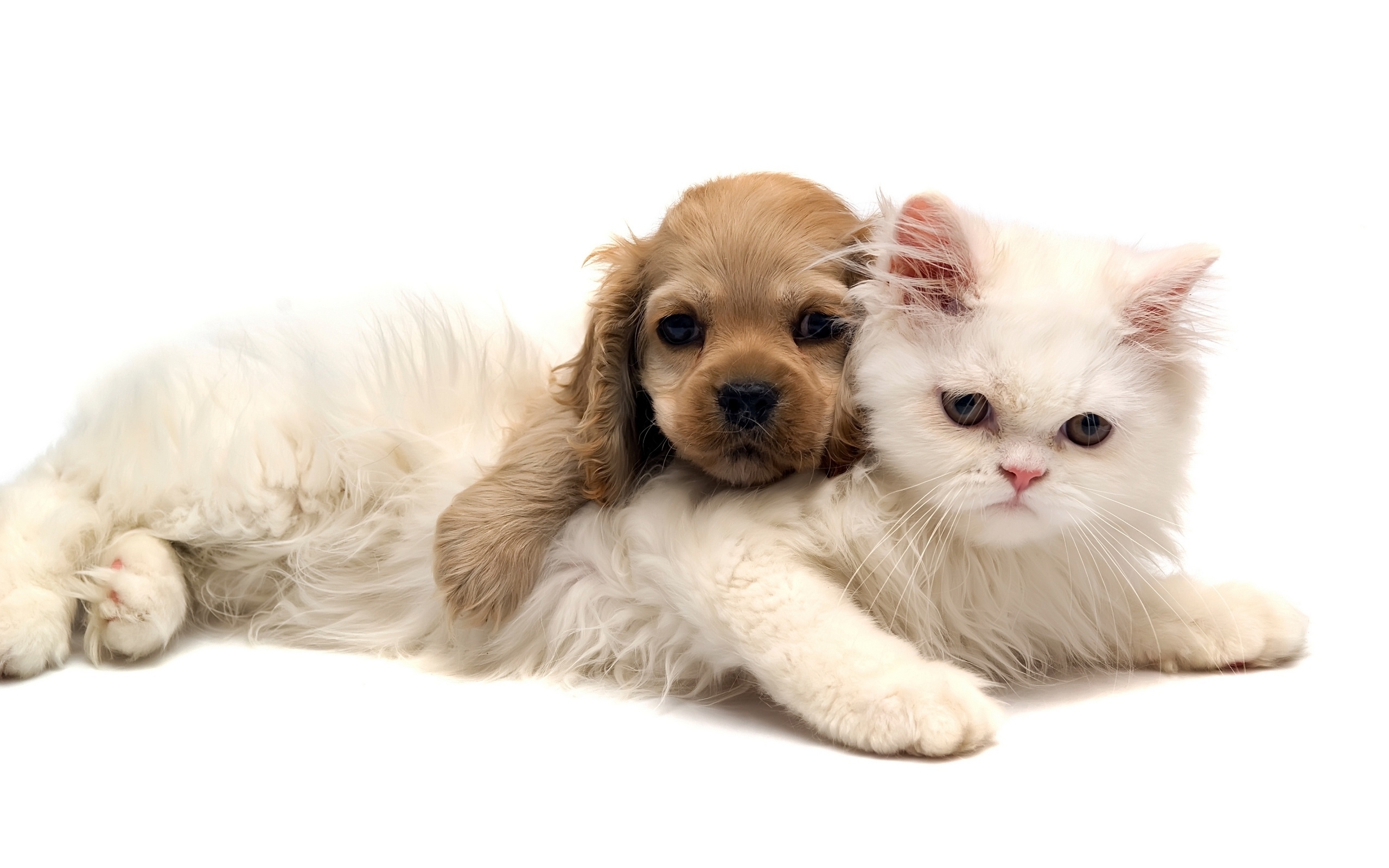 Cat & Dog Pics, Animal Collection