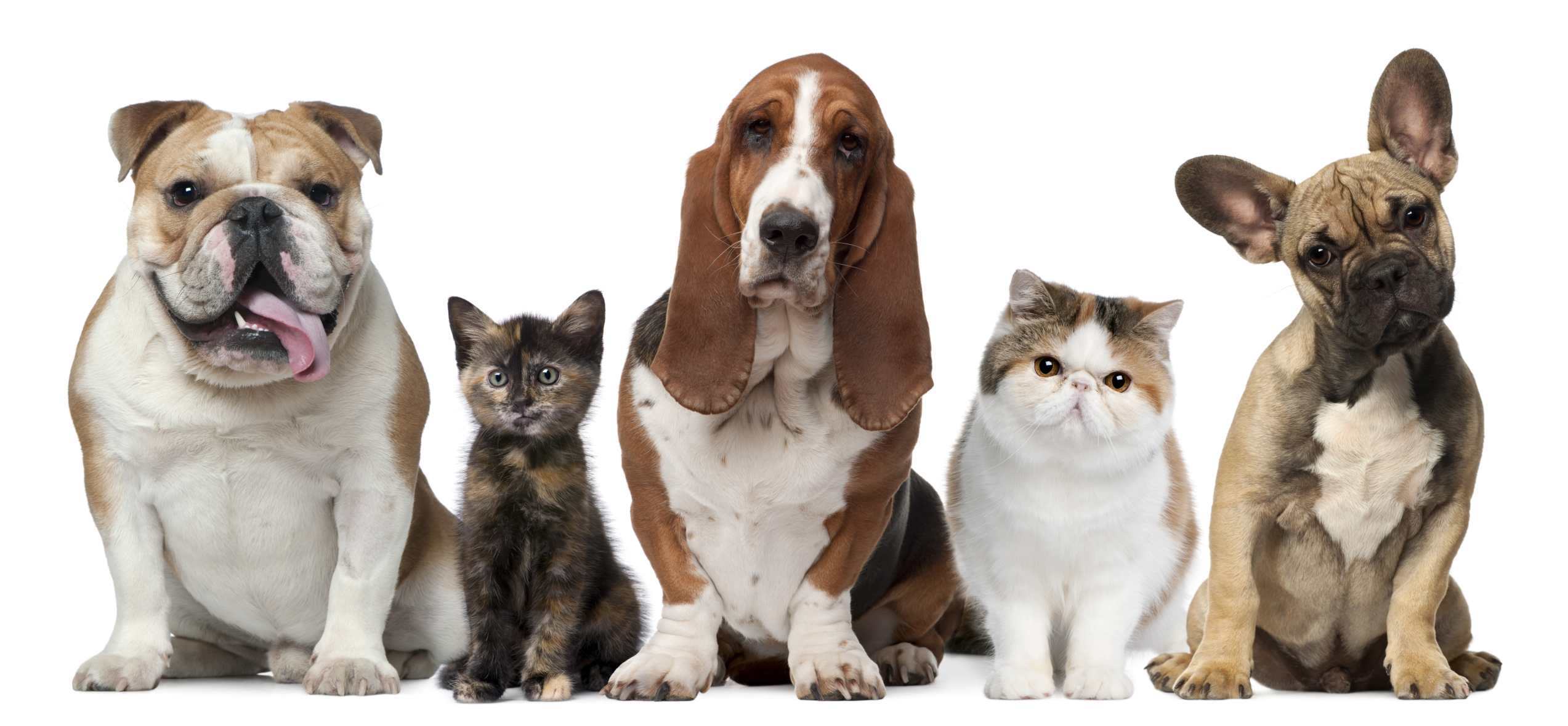 HQ Cat & Dog Wallpapers | File 1140.05Kb