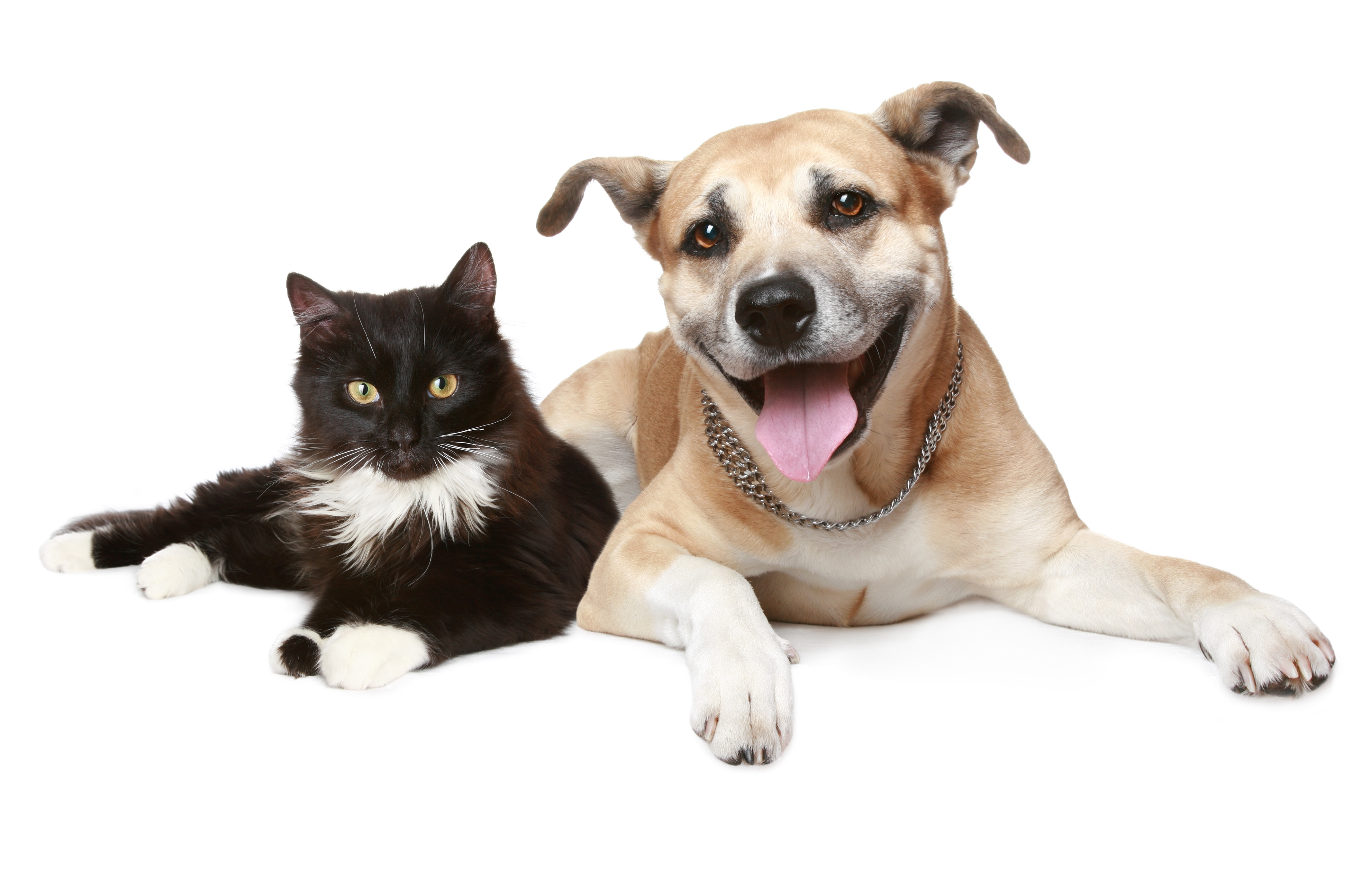 Nice wallpapers Cat & Dog 4264x2788px