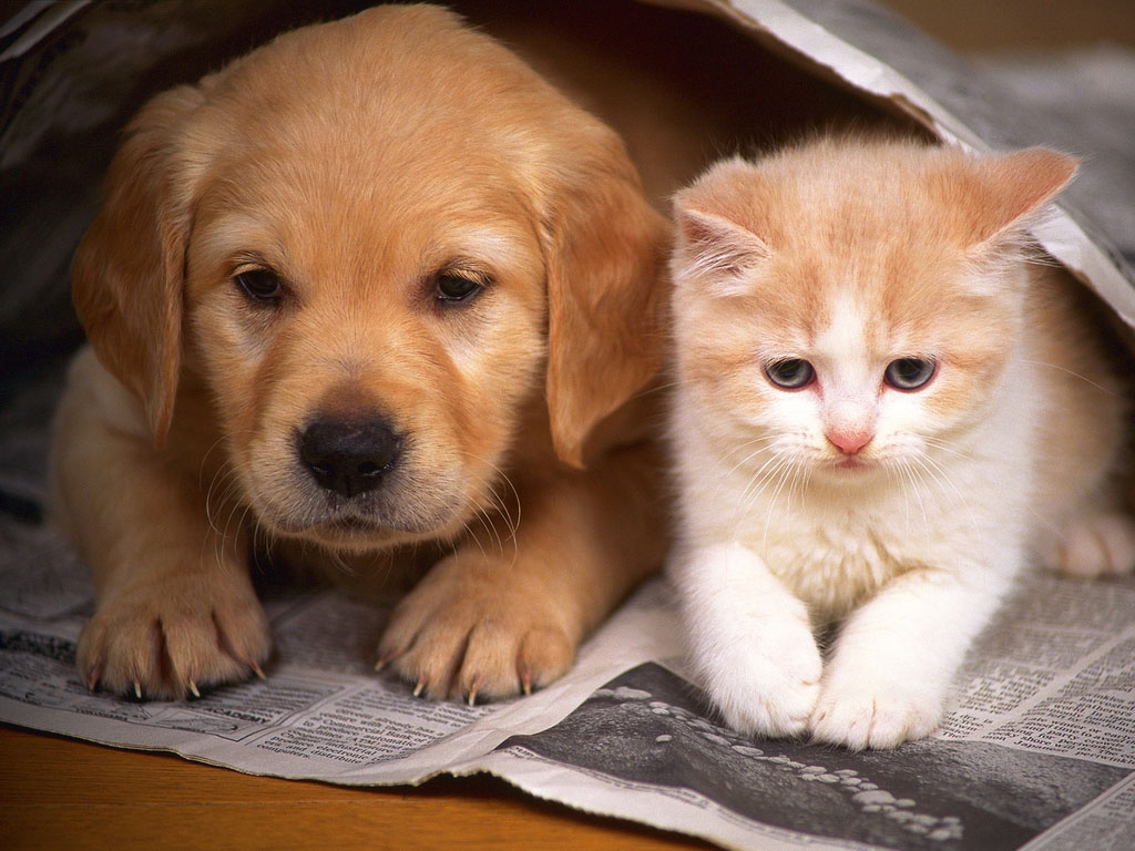 Nice wallpapers Cat & Dog 1024x768px