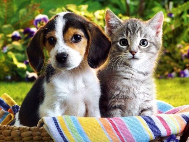 Cat & Dog Backgrounds, Compatible - PC, Mobile, Gadgets| 639x480 px