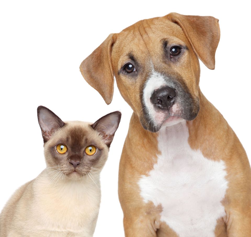 Cat & Dog Pics, Animal Collection