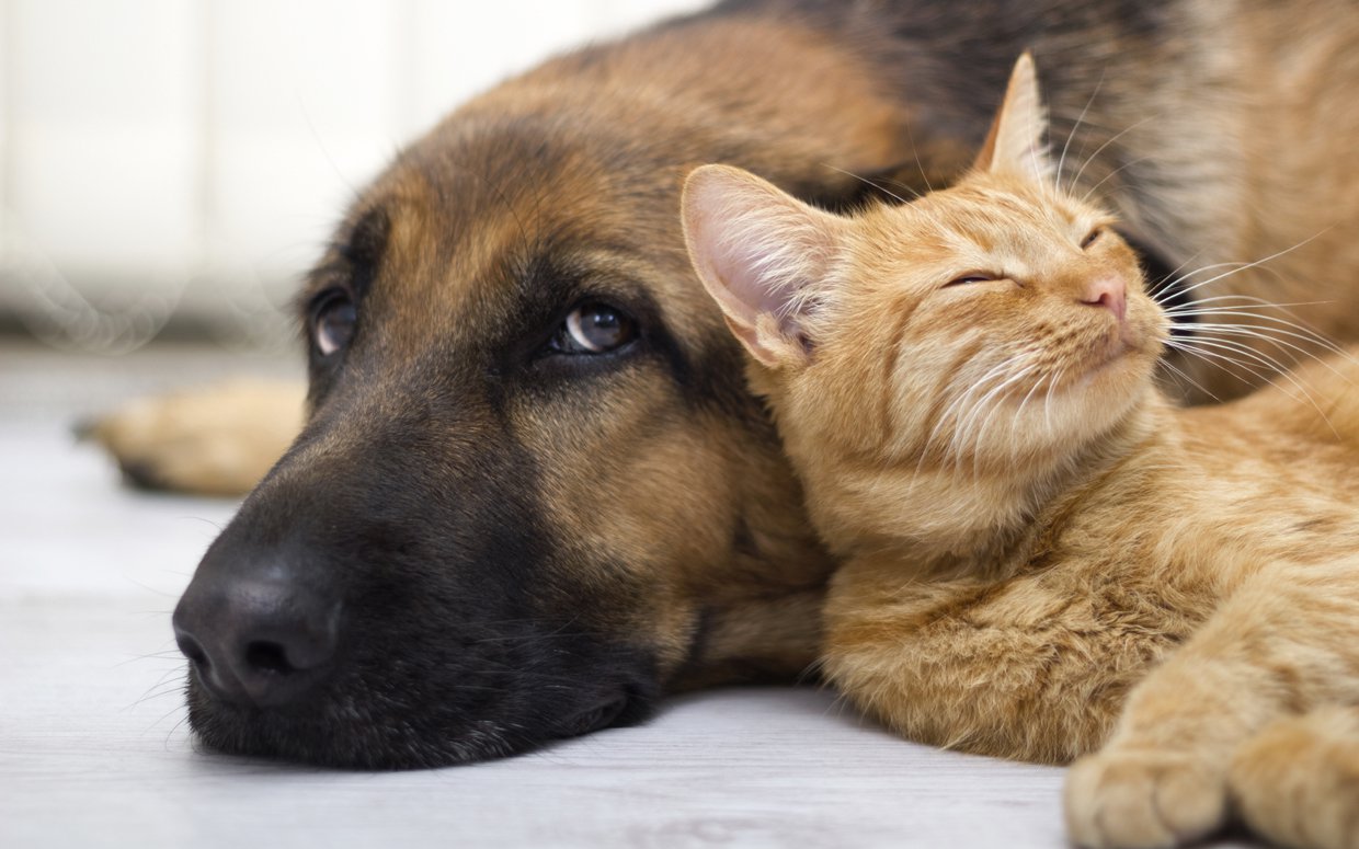 Nice Images Collection: Cat & Dog Desktop Wallpapers