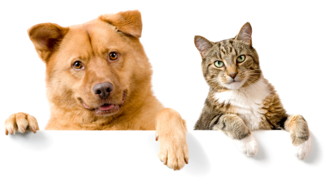 HQ Cat & Dog Wallpapers | File 115.2Kb