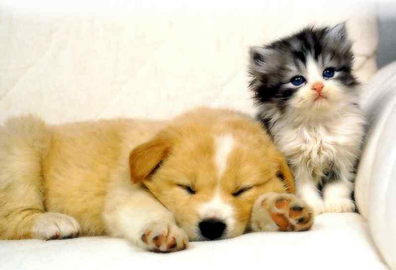 Nice wallpapers Cat & Dog 799x546px