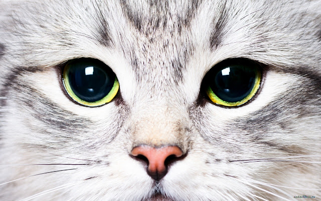 Amazing Cat Pictures & Backgrounds